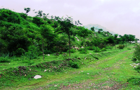 Plantation on Dump Slope