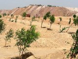 Plantation around Dump in Desert Area